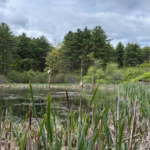 Reeds by a pond surrounded by trees under blue skies during a forest therapy walk in Maine