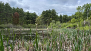 Reeds by a pond surrounded by trees under blue skies during a forest therapy walk in Maine