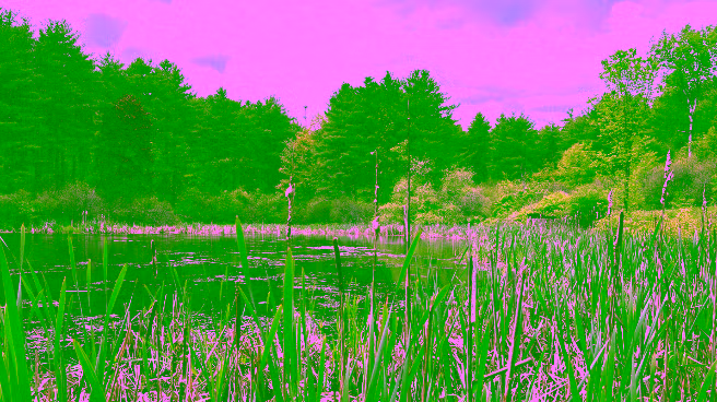Forest Therapy: Where Science Meets Wonder