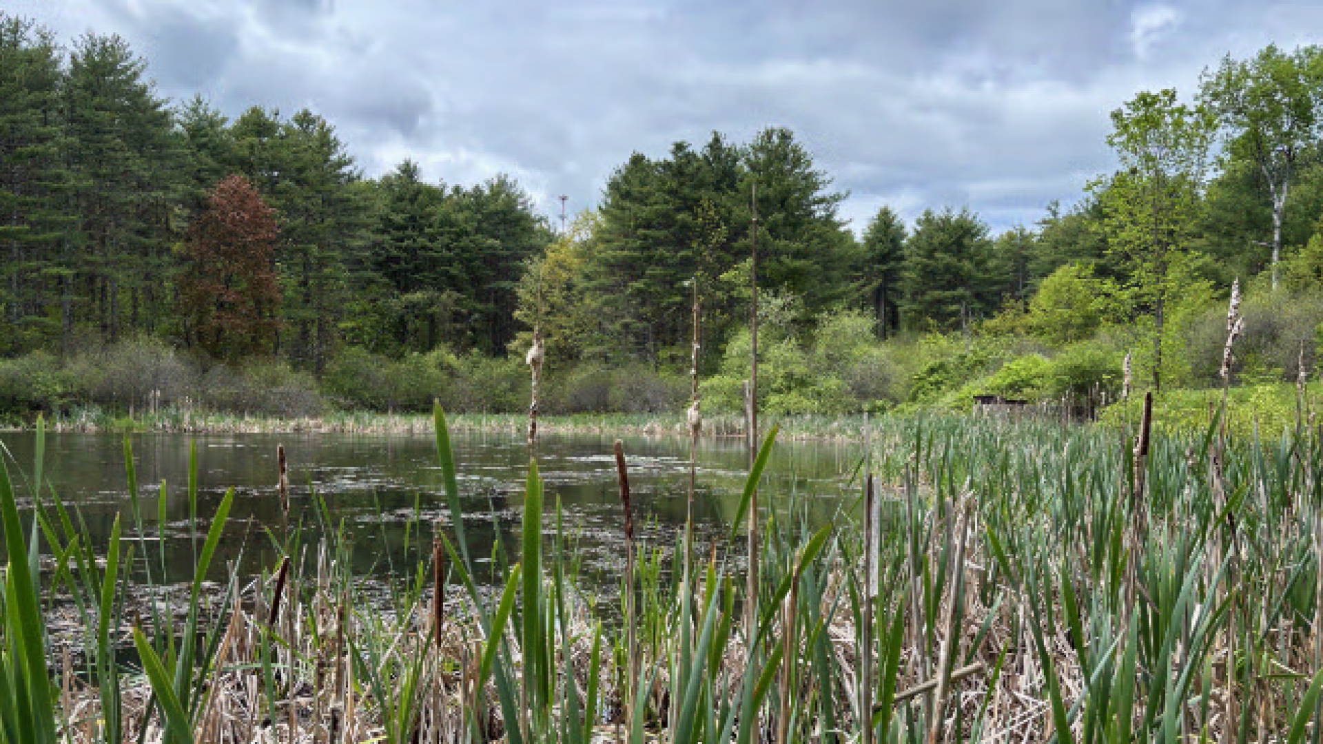 Reeds by a pond surrounded by trees under blue skies during a forest therapy walk in Maine