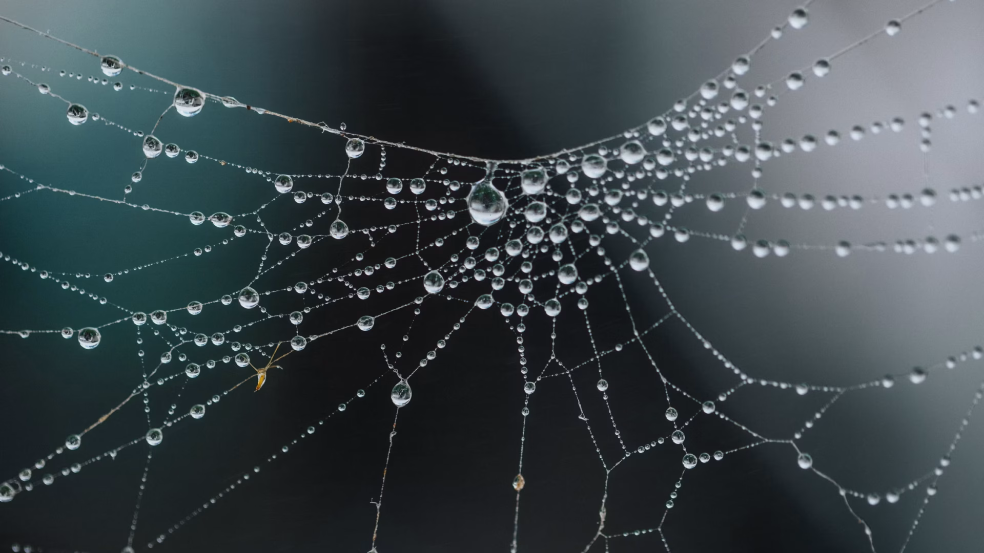 Spider web